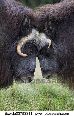 Stock Image - "Musk Oxen (Ovibos moschatus) in Skandinavisk Dyrepark or Scandinavian Wildlife Park, Jutland, Denmark, Europe". Fotosearch