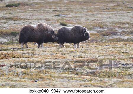 Stock Photo - "Musk oxen (Ovibos moschatus) on the fjell, Dovrefjell- Sunndalsfjella National Park". Fotosearch
