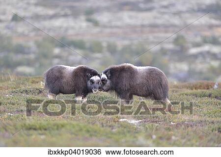 "Musk oxen (Ovibos moschatus) pups on the fjell, Dovrefjell- Sunndalsfjella National Park" View Large Photo Image Stock Photograph - "Musk oxen (Ovibos moschatus) pups on the fjell, Dovrefjell- Sunndalsfjella National Park". Fotosearch