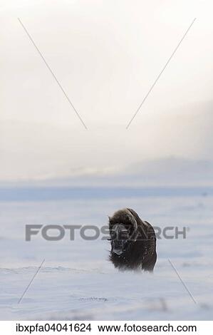 "Muskox (Ovibos moschatus), Dovrefjell- Sunndalsfjella National Park, Norway, Europe" View Large Photo Image Picture - "Muskox (Ovibos moschatus), Dovrefjell- Sunndalsfjella National Park, Norway, Europe". Fotosearch