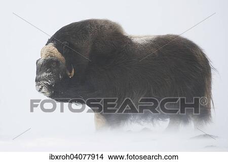 "Muskox (Ovibos moschatus) in a snow storm, Dovrefjell-Sunndalsfjella National Park, Norway, Europe" View Large Photo Image Picture - "Muskox (Ovibos moschatus) in a snow storm, Dovrefjell-Sunndalsfjella National Park, Norway, Europe". Fotosearch