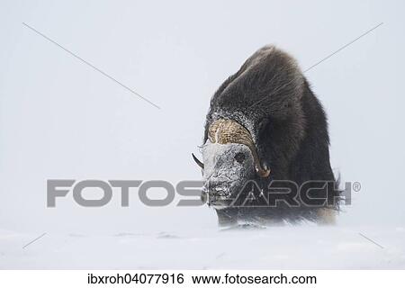 "Muskox (Ovibos moschatus) in a snow storm, with a frozen face, Dovrefjell-Sunndalsfjella National Park, Norway, Europe" View Large Photo Image Stock Photograph - "Muskox (Ovibos moschatus) in a snow storm, with a frozen face, Dovrefjell-Sunndalsfjella National Park, Norway, Europe". Fotosearch