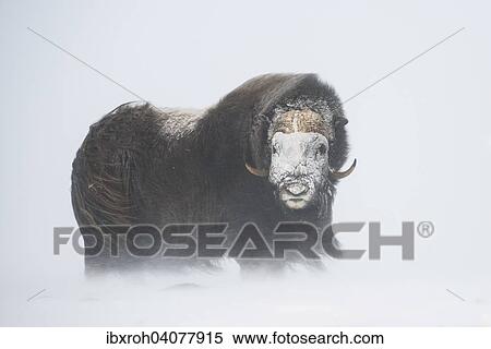 "Muskox (Ovibos moschatus) in a snow storm, with a frozen face, Dovrefjell-Sunndalsfjella National Park, Norway, Europe" View Large Photo Image Stock Photography - "Muskox (Ovibos moschatus) in a snow storm, with a frozen face, Dovrefjell-Sunndalsfjella National Park, Norway, Europe". Fotosearch