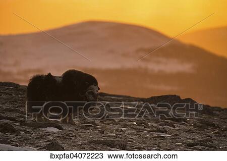 "Muskox (Ovibos moschatus) in early morning light, Dovrefjell-Sunndalsfjella National Park, Norway, Europe" View Large Photo Image Stock Image - "Muskox (Ovibos moschatus) in early morning light, Dovrefjell-Sunndalsfjella National Park, Norway, Europe". Fotosearch