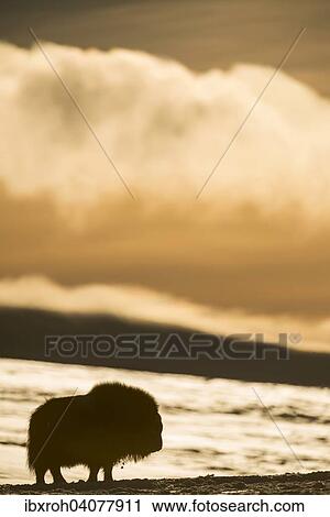"Muskox (Ovibos moschatus) in backlight, Dovrefjell-Sunndalsfjella National Park, Norway, Europe" View Large Photo Image Stock Image - "Muskox (Ovibos moschatus) in backlight, Dovrefjell-Sunndalsfjella National Park, Norway, Europe". Fotosearch