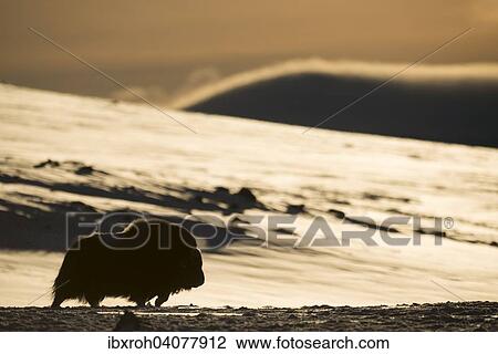 "Muskox (Ovibos moschatus) in backlight, Dovrefjell-Sunndalsfjella National Park, Norway, Europe" View Large Photo Image Stock Image - "Muskox (Ovibos moschatus) in backlight, Dovrefjell-Sunndalsfjella National Park, Norway, Europe". Fotosearch