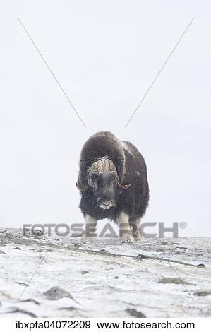 "Muskox (Ovibos moschatus) in the snow, Dovre Sunndalsfjella National Park, Norway, Europe" View Large Photo Image Stock Photo - "Muskox (Ovibos moschatus) in the snow, Dovre Sunndalsfjella National Park, Norway, Europe". Fotosearch