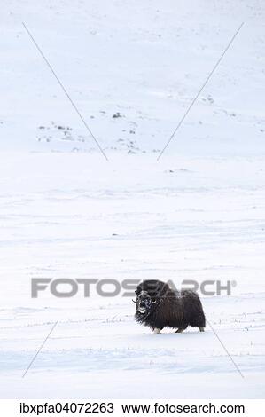 "Muskox (Ovibos moschatus) in the countryside, Dovrefjell-Sunndalsfjella National Park, Norway, Europe" View Large Photo Image Stock Image - "Muskox (Ovibos moschatus) in the countryside, Dovrefjell-Sunndalsfjella National Park, Norway, Europe". Fotosearch