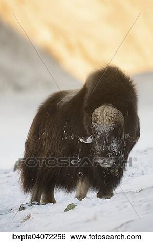 "Muskox (Ovibos moschatus), Dovrefjell-Sunndalsfjella National Park, Norway, Europe" View Large Photo Image Stock Photograph - "Muskox (Ovibos moschatus), Dovrefjell-Sunndalsfjella National Park, Norway, Europe". Fotosearch