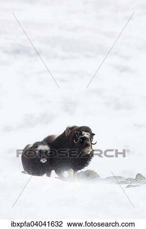 Stock Image - "Muskox (Ovibos moschatus) with young, Dovrefjell- Sunndalsfjella National Park, Norway, Europe". Fotosearch