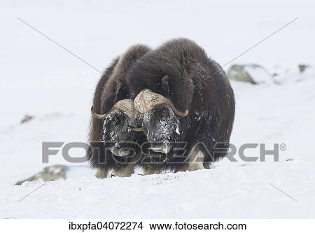 "Muskoxen (Ovibos moschatus) fighting, Dovrefjell-Sunndalsfjella National Park, Norway, Europe" View Large Photo Image Picture - "Muskoxen (Ovibos moschatus) fighting, Dovrefjell-Sunndalsfjella National Park, Norway, Europe". Fotosearch
