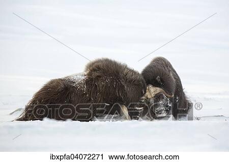 Stock Image - "Muskoxen (Ovibos moschatus) fighting, Dovrefjell-Sunndalsfjella National Park, Norway, Europe". Fotosearch