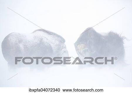 "Muskoxen (Ovibos moschatus) fighting in a snowstorm, Dovrefjell-Sunndalsfjella National Park, Norway, Europe" View Large Photo Image Stock Image - "Muskoxen (Ovibos moschatus) fighting in a snowstorm, Dovrefjell-Sunndalsfjella National Park, Norway, Europe". Fotosearch