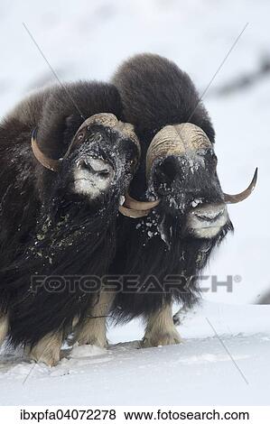 Stock Photo - "Muskoxen (Ovibos moschatus) fighting, Dovrefjell-Sunndalsfjella National Park, Norway, Europe". Fotosearch