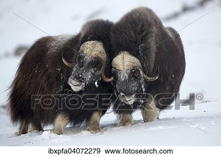 "Muskoxen (Ovibos moschatus) fighting, Dovrefjell-Sunndalsfjella National Park, Norway, Europe" View Large Photo Image Stock Photo - "Muskoxen (Ovibos moschatus) fighting, Dovrefjell-Sunndalsfjella National Park, Norway, Europe". Fotosearch