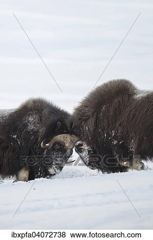 "Muskoxen (Ovibos moschatus) fighting, Dovrefjell-Sunndalsfjella National Park, Norway, Europe" View Large Photo Image Stock Photo - "Muskoxen (Ovibos moschatus) fighting, Dovrefjell-Sunndalsfjella National Park, Norway, Europe". Fotosearch