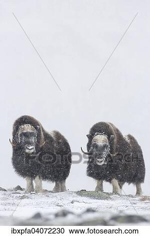 Stock Image - "Muskoxen (Ovibos moschatus) in a snow storm, Dovrefjell-Sunndalsfjella National Park, Norway, Europe". Fotosearch