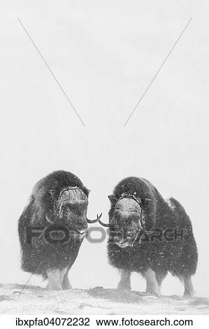 "Muskoxen (Ovibos moschatus) in a snow storm, Dovrefjell-Sunndalsfjella National Park, Norway, Europe" View Large Photo Image Stock Image - "Muskoxen (Ovibos moschatus) in a snow storm, Dovrefjell-Sunndalsfjella National Park, Norway, Europe". Fotosearch