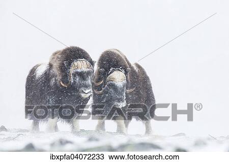 Stock Image - "Muskoxen (Ovibos moschatus) in a snow storm, Dovrefjell-Sunndalsfjella National Park, Norway, Europe". Fotosearch