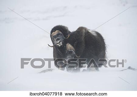 "Muskoxen (Ovibos moschatus) in a snow storm, Dovrefjell-Sunndalsfjella National Park, Norway, Europe" View Large Photo Image Stock Photo - "Muskoxen (Ovibos moschatus) in a snow storm, Dovrefjell-Sunndalsfjella National Park, Norway, Europe". Fotosearch