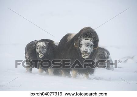 "Muskoxen (Ovibos moschatus) in a snow storm, young with adult female, frozen faces, Dovrefjell-Sunndalsfjella National Park, Norway, Europe" View Large Photo Image Stock Photo - "Muskoxen (Ovibos moschatus) in a snow storm, young with adult female, frozen faces, Dovrefjell-Sunndalsfjella National Park, Norway, Europe". Fotosearch