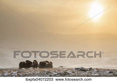 "Muskoxen (Ovibos moschatus) in a snowstorm in backlight, Dovrefjell-Sunndalsfjella National Park, Norway, Europe" View Large Photo Image Stock Image - "Muskoxen (Ovibos moschatus) in a snowstorm in backlight, Dovrefjell-Sunndalsfjella National Park, Norway, Europe". Fotosearch