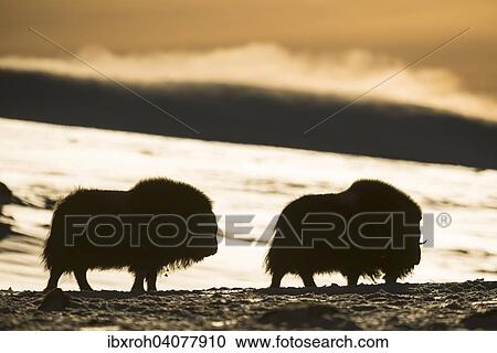 "Muskoxen (Ovibos moschatus) in backlight, Dovrefjell-Sunndalsfjella National Park, Norway, Europe" View Large Photo Image Stock Image - "Muskoxen (Ovibos moschatus) in backlight, Dovrefjell-Sunndalsfjella National Park, Norway, Europe". Fotosearch