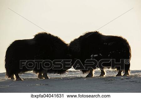 "Muskoxen (Ovibos moschatus), Dovrefjell- Sunndalsfjella National Park, Norway, Europe" View Large Photo Image Stock Image - "Muskoxen (Ovibos moschatus), Dovrefjell- Sunndalsfjella National Park, Norway, Europe". Fotosearch