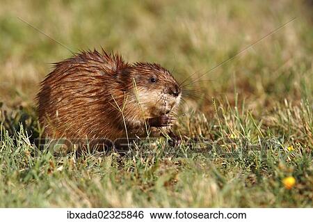 "Muskrat (Ondatra zibethicus), adult sitting on the shore of a pond eating grass, Illmitz, Lake Neusiedl, Burgenland, Austria, Europe" View Large Photo Image Stock Photograph - "Muskrat (Ondatra zibethicus), adult sitting on the shore of a pond eating grass, Illmitz, Lake Neusiedl, Burgenland, Austria, Europe". Fotosearch