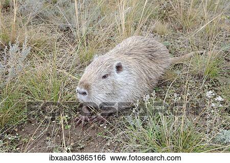 "Muskrat (Ondatra zibethicus), Crimea, Ukraine, Europe" View Large Photo Image Stock Photograph - "Muskrat (Ondatra zibethicus), Crimea, Ukraine, Europe". Fotosearch