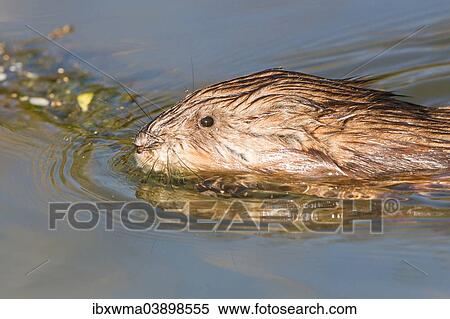 "Muskrat (Ondatra zibethicus), swimming, North Hesse, Hesse, Germany, Europe" View Large Photo Image Stock Photography - "Muskrat (Ondatra zibethicus), swimming, North Hesse, Hesse, Germany, Europe". Fotosearch