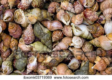 "Mussels in shells, Faroe Islands, Denmark, Europe" View Large Photo Image Stock Photo - "Mussels in shells, Faroe Islands, Denmark, Europe". Fotosearch