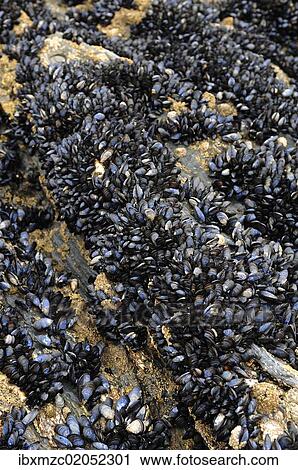 "Mussels (Mytilus) on a rock on the coast of Newquay, Cornwall, England, United Kingdom, Europe" View Large Photo Image Stock Image - "Mussels (Mytilus) on a rock on the coast of Newquay, Cornwall, England, United Kingdom, Europe". Fotosearch