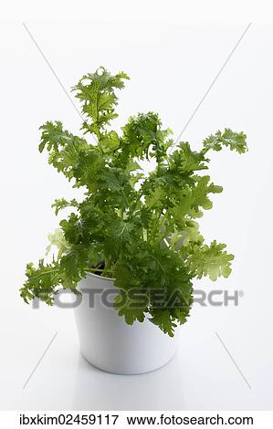 "Mustard Greens, Leaf Mustard, Indian Mustard or Brown Mustard (Brassica juncea)" View Large Photo Image Stock Photo - "Mustard Greens, Leaf Mustard, Indian Mustard or Brown Mustard (Brassica juncea)". Fotosearch