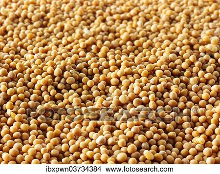Mustard seeds View Large Photo Image Picture - Mustard seeds. Fotosearch