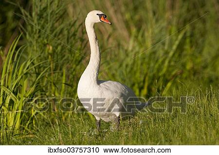 "Mute Swan (Cygnus olor), adult, Thuringia, Germany, Europe" View Large Photo Image Stock Image - "Mute Swan (Cygnus olor), adult, Thuringia, Germany, Europe". Fotosearch