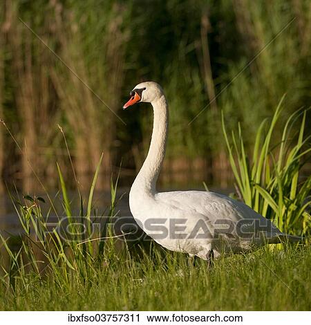 "Mute Swan (Cygnus olor), adult, Thuringia, Germany, Europe" View Large Photo Image Stock Image - "Mute Swan (Cygnus olor), adult, Thuringia, Germany, Europe". Fotosearch
