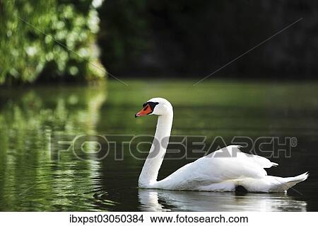 "Mute Swan (Cygnus olor), Austria, Europe" View Large Photo Image Picture - "Mute Swan (Cygnus olor), Austria, Europe". Fotosearch
