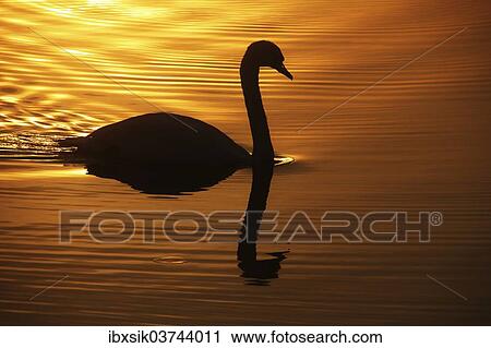"Mute Swan (Cygnus olor), backlight, reflection, Federsee lake, near Bad Buchau, Baden-Wurttemberg, Germany, Europe" View Large Photo Image Stock Image - "Mute Swan (Cygnus olor), backlight, reflection, Federsee lake, near Bad Buchau, Baden-Wurttemberg, Germany, Europe". Fotosearch
