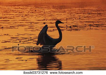 "Mute Swan (Cygnus olor) beating its wings, Federsee lake, near Bad Buchau, Baden-Wurttemberg, Germany, Europe" View Large Photo Image Stock Photograph - "Mute Swan (Cygnus olor) beating its wings, Federsee lake, near Bad Buchau, Baden-Wurttemberg, Germany, Europe". Fotosearch