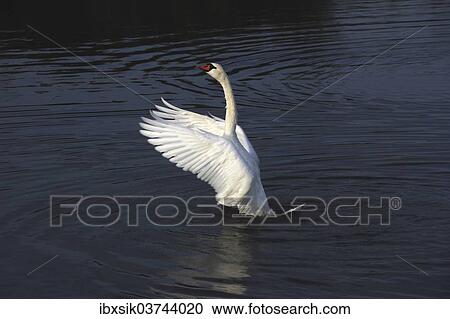 "Mute Swan (Cygnus olor), beating wings, Federsee lake, near Bad Buchau, Baden-Wurttemberg, Germany, Europe" View Large Photo Image Stock Image - "Mute Swan (Cygnus olor), beating wings, Federsee lake, near Bad Buchau, Baden-Wurttemberg, Germany, Europe". Fotosearch