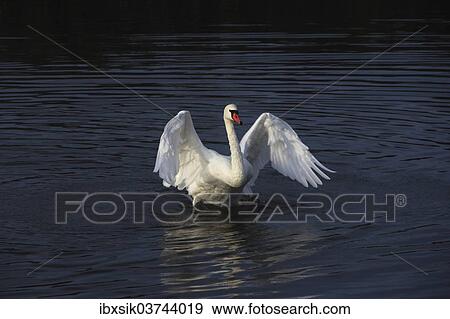 "Mute Swan (Cygnus olor), beating wings, Federsee lake, near Bad Buchau, Baden-Wurttemberg, Germany, Europe" View Large Photo Image Stock Photo - "Mute Swan (Cygnus olor), beating wings, Federsee lake, near Bad Buchau, Baden-Wurttemberg, Germany, Europe". Fotosearch