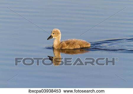 "Mute Swan (Cygnus olor), chick with reflection, Seewinkel, Burgenland, Austria, Europe" View Large Photo Image Stock Image - "Mute Swan (Cygnus olor), chick with reflection, Seewinkel, Burgenland, Austria, Europe". Fotosearch