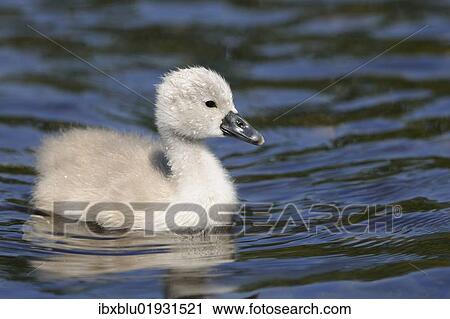 "Mute Swan (Cygnus olor), cygnet" View Large Photo Image Stock Image - "Mute Swan (Cygnus olor), cygnet". Fotosearch