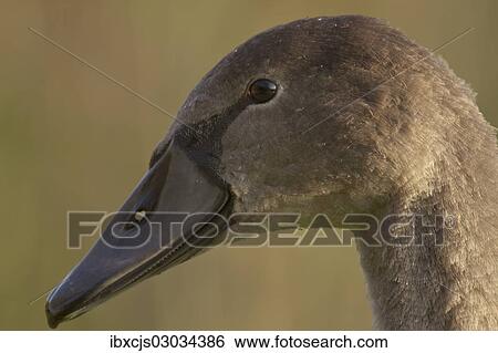 "Mute Swan (Cygnus olor), cygnet, portrait, Bergisches Land, North Rhine-Westphalia, Germany, Europe" View Large Photo Image Stock Photograph - "Mute Swan (Cygnus olor), cygnet, portrait, Bergisches Land, North Rhine-Westphalia, Germany, Europe". Fotosearch