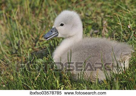 Stock Photography - "Mute Swan (Cygnus olor), cygnet sitting on a meadow, Herbsleben, Thuringia, Germany, Europe". Fotosearch