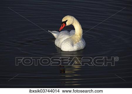 "Mute Swan (Cygnus olor), Federsee lake, near Bad Buchau, Baden-Wurttemberg, Germany, Europe" View Large Photo Image Picture - "Mute Swan (Cygnus olor), Federsee lake, near Bad Buchau, Baden-Wurttemberg, Germany, Europe". Fotosearch