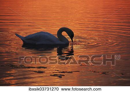 "Mute Swan (Cygnus olor), Federsee lake, near Bad Buchau, Baden-Wurttemberg, Germany, Europe" View Large Photo Image Stock Image - "Mute Swan (Cygnus olor), Federsee lake, near Bad Buchau, Baden-Wurttemberg, Germany, Europe". Fotosearch