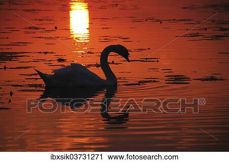 "Mute Swan (Cygnus olor), Federsee lake, near Bad Buchau, Baden-Wurttemberg, Germany, Europe" View Large Photo Image Stock Image - "Mute Swan (Cygnus olor), Federsee lake, near Bad Buchau, Baden-Wurttemberg, Germany, Europe". Fotosearch