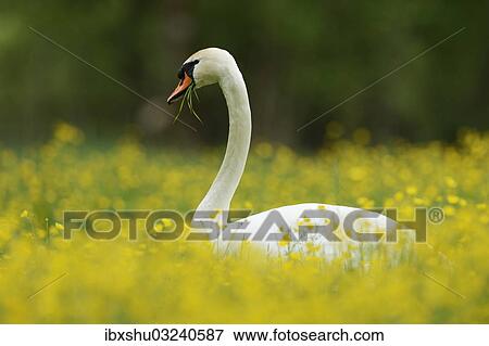"Mute Swan (Cygnus olor) feeding on buttercups (Ranunculus), Sarnen, Canton of Obwalden, Switzerland, Europe" View Large Photo Image Stock Photo - "Mute Swan (Cygnus olor) feeding on buttercups (Ranunculus), Sarnen, Canton of Obwalden, Switzerland, Europe". Fotosearch